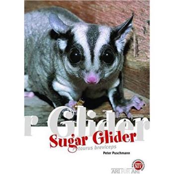 Der Sugar Glider