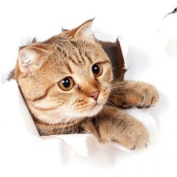 Puppy and Kitten Wall Decal