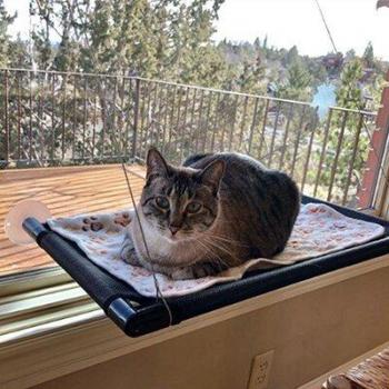 Cat Bed with 20kg Capacity