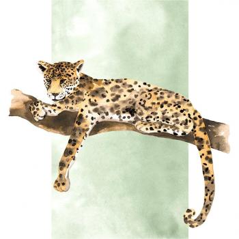 Lazy Leopard Naturbild ohne Rahmen
