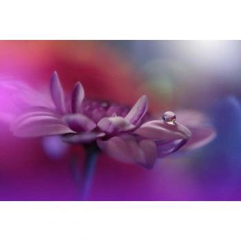 Papermoon Fototapete »Wassertropfen-Idylle mit Blume«