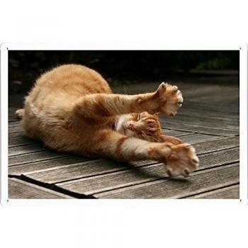 Poster de Paws Estilo