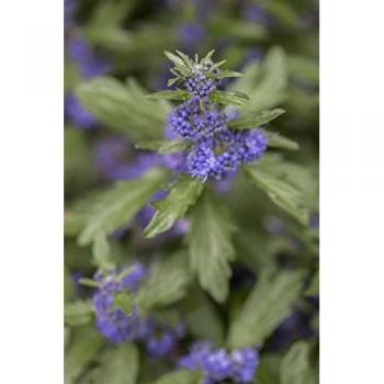 Blaublühende Caryopteris