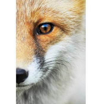 Peinture Imprimée Renard 65x97 cm CEANOTHE