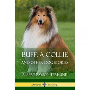 Buff; A Collie