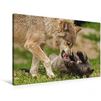 Premium Calvendo 90 × 60 cm Textil Leinwand – Wolf Rangordnung