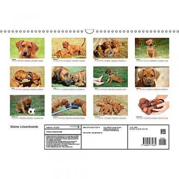 Kleine LöwenhundeAT-Version