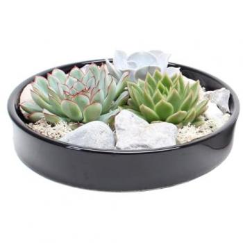 Echeveria Garden Mix