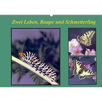 Zwei Leben, Raupe und Schmetterling