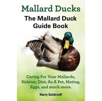Mallard Ducks