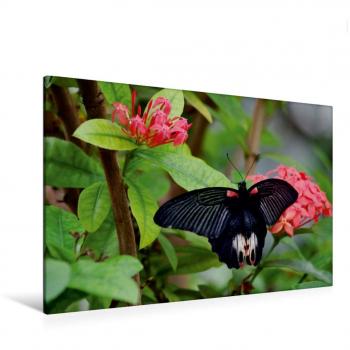 Calvendo Premium Textil-Leinwand 120 cm x 80 cm quer Bild auf Keilrahmen