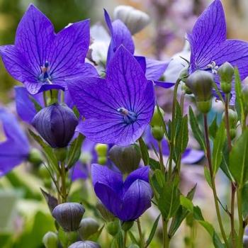 150 semi di Platycodon grandiflorus blu (Campana cinese)