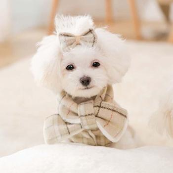 Nette Hundekleidung mit Haarnadel
