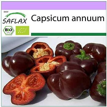Capsicum annuum