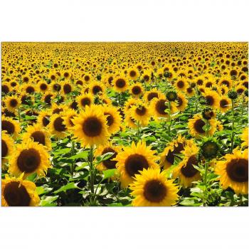 Artland Outdoorbild »Sonnenblumenfeld« – Frische Farben für den Außenbereich
