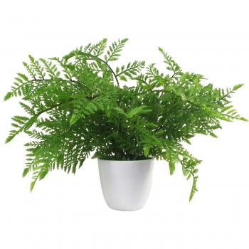 30cm Southern Wood Fern in Pot