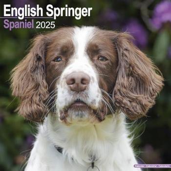 Avonside Publishing Ltd: English Springer Spaniels 2025