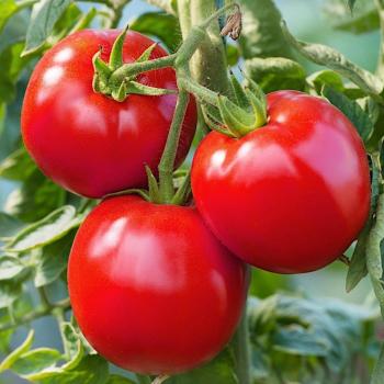 Bohun Semences tomates – jardinage 1 g