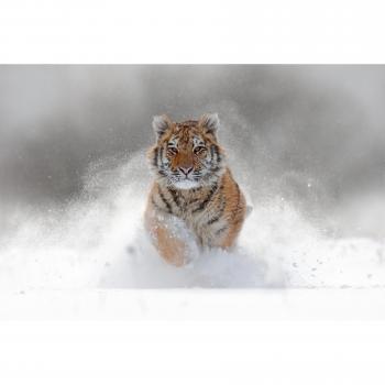 Sibirischer Tiger – Glattemodell von Papermoon