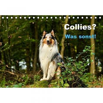 Collies? Was sonst!