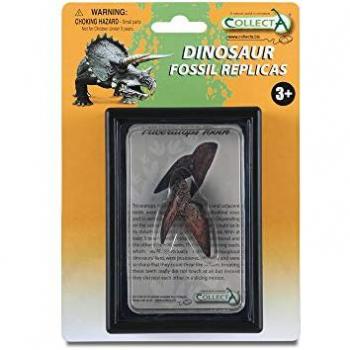 Showcase: Triceratops Tooth Display