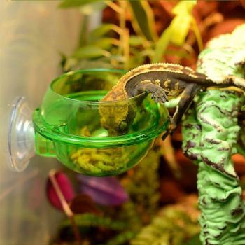 Turtle and Lizard Feeding Bowl