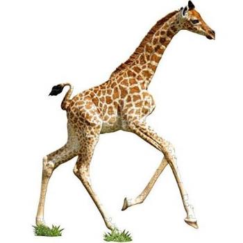 MADD CAPP 884002: Giraffe Junior Shape Puzzle – 100 Teile, kinderfreundlich und multicolor