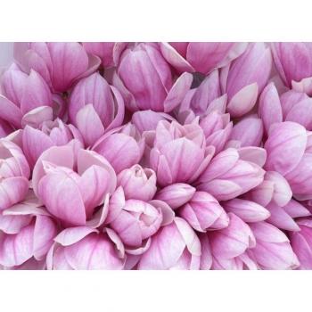 Papermoon Wandgestaltung „Pink Magnolia“ – Hochglänzend & Soft
