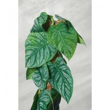 Vase di 24 cm con Monstera Dubia – Colore Verde Infinito