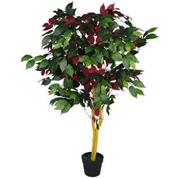 Ficus Capensia Tree