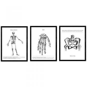 Pósters de Anatomía en Blanco y Negro: Esqueleto, Mano y Pelvis