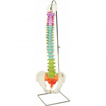 3B Scientific Wervelkolom Classic – Klassieke Leermodule