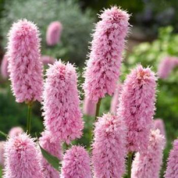Adderwortel (Polygonum bistorta)