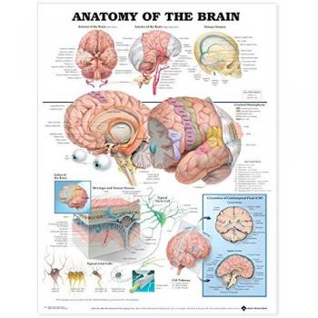 Anatomical Chart The Anatomy of the Brain