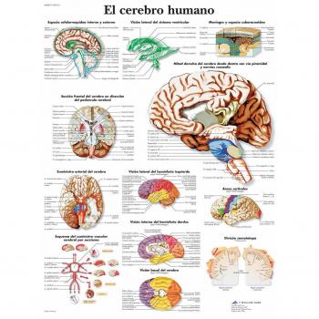 Arte Anatómico 3B: Vista Completa del Cerebro