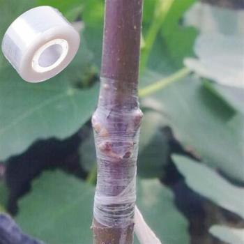 Clear Film Grafting Tape for Plants