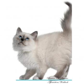 Birman Cat Affirmations Workbook Birman Cat Presents: Positive and Loving Affirmations Workbook. Includes: Mentoring Questions, Guidance, Supporting You.