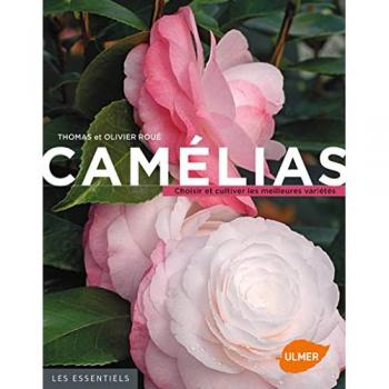 Camélias