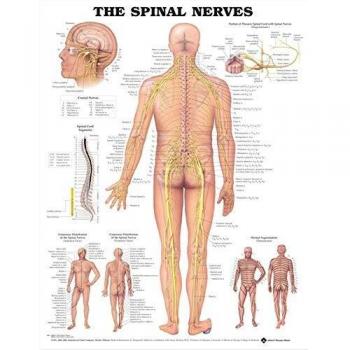 The Spinal Nerves Anatomical Chart