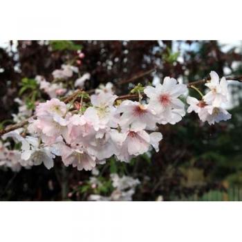Autumnalis White Flowering Cherry Tree