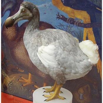 Ballista Dodo – 30 cm – Messbecher