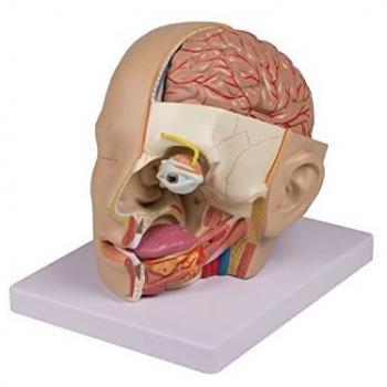 Erler Zimmer Kopfmodell für anatomische Studien