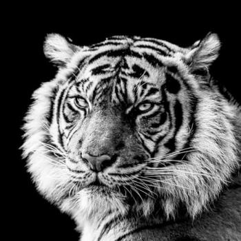 Peinture Imprimée Tigre Noir et Blanc 45x45 cm