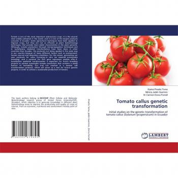 Tomato callus genetic transformation
