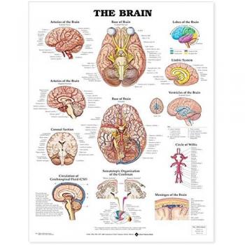 The Brain Anatomical Chart