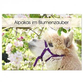 Alpakas im Blumenzauber (Wandkalender 2025 DIN A3 quer) CALVENDO Monatskalender
