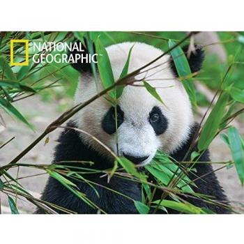 Puzzle 3D N.G. Panda 500 pezzi