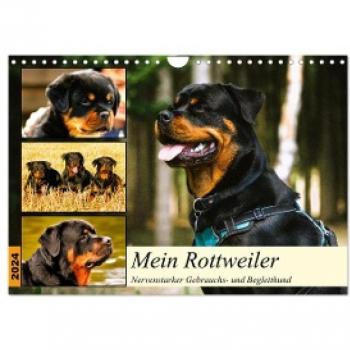 Wandkalender 2024 Mein Rottweiler