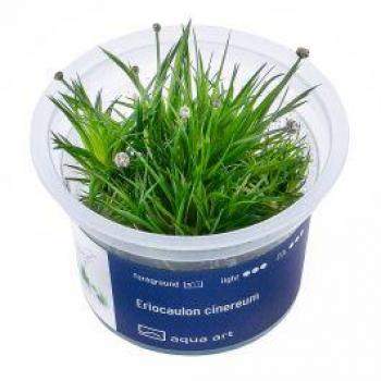 Vert Sombre AquaArt