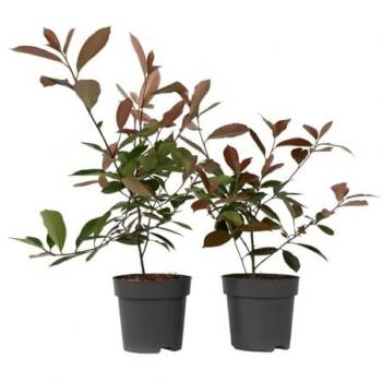Plant In A Box